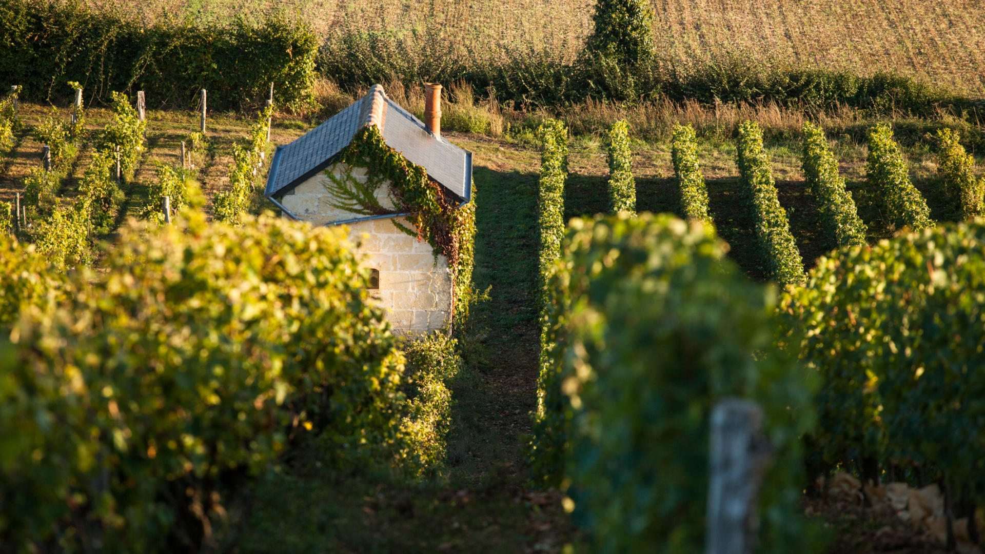 Vignes en Vallée du Loir