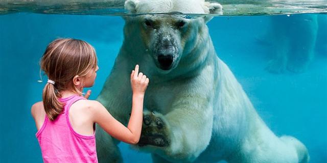 Ours Polairec© Zoo De La Fleche (large)