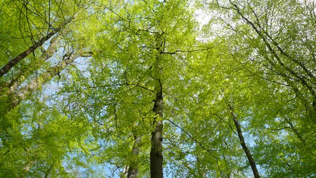 Forêt de Bercé