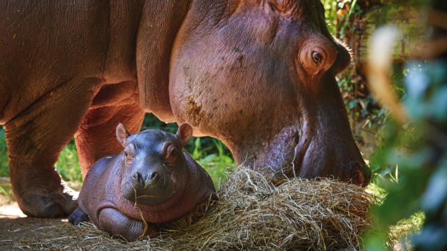 Zoo La Flèche