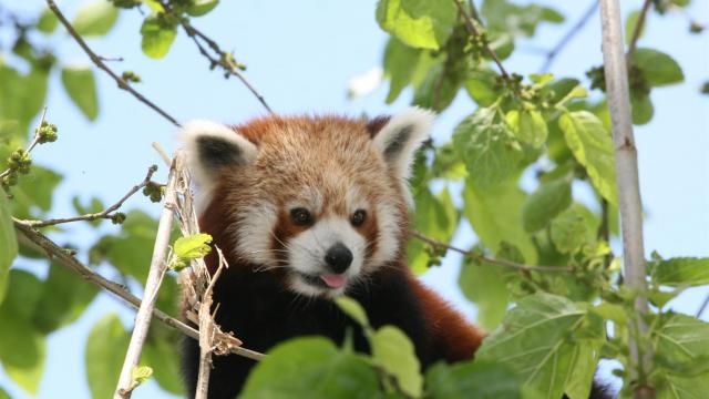 Zoo La Flèche