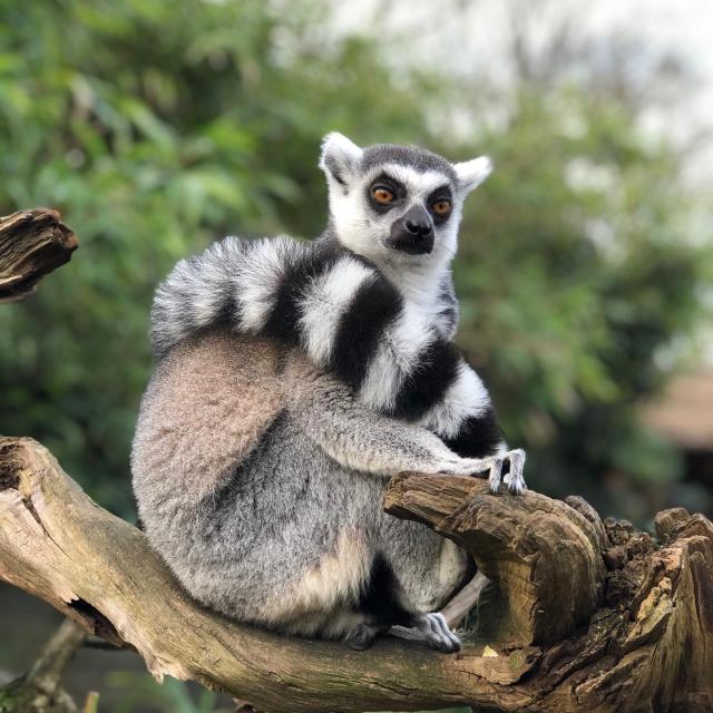 Instagram #zoodelafleche