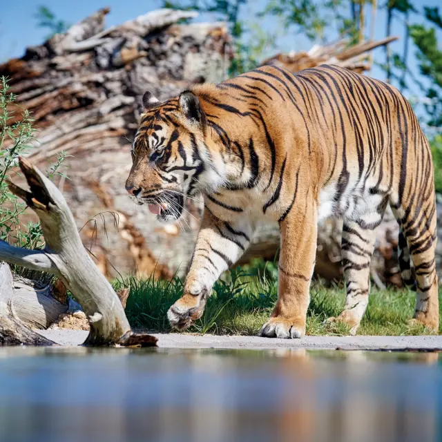 Dierentuin De La Fleche V. Corvasier 7 Groot